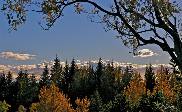 Trees in autumn apparel !