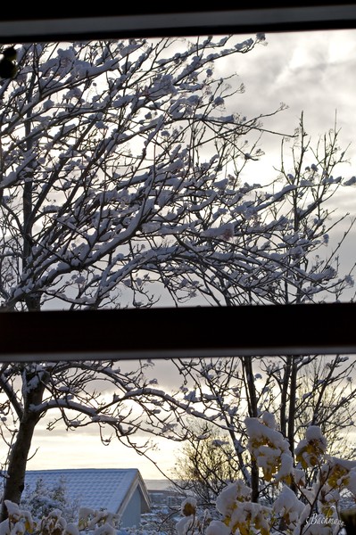  Outside my window !