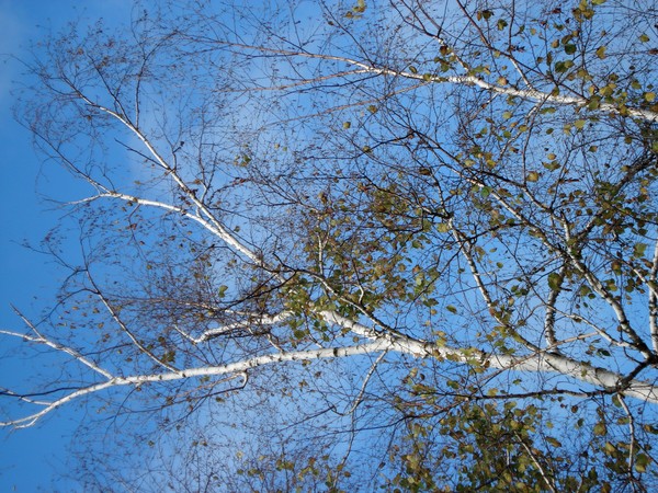 Birch, Barely Bountiful