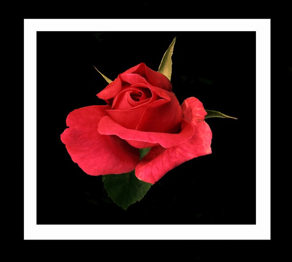 Just A Rose