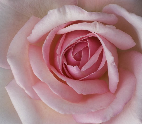 The Inner Life of A Rose
