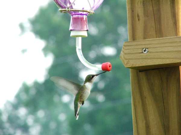 Ruby Throated Hummingbird