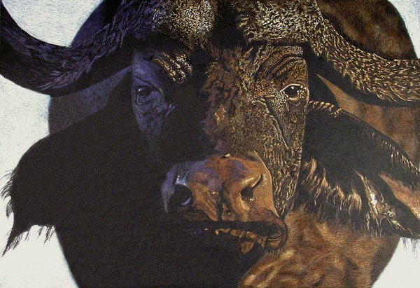 Cape Buffalo