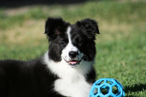 Pistol 15 wks
