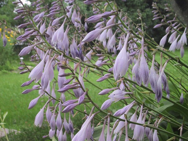Hosta blooms