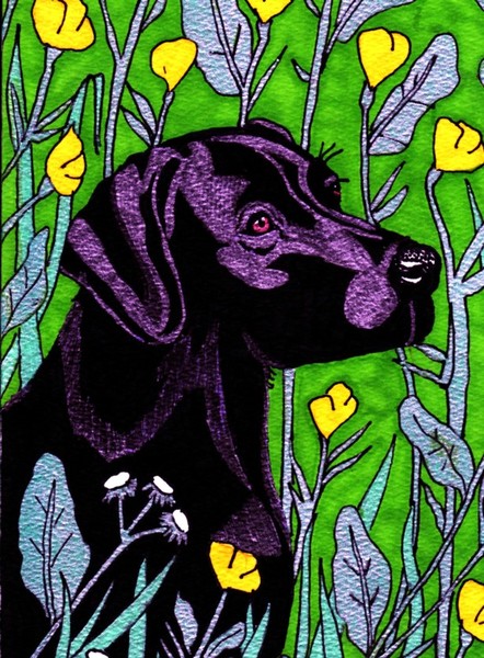 black lab
