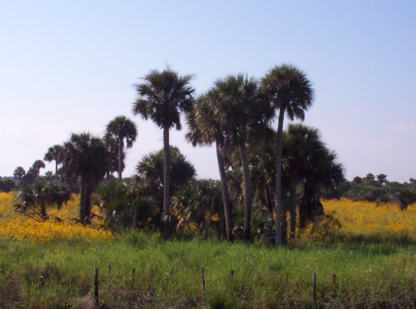 Wild Flowers of Florida