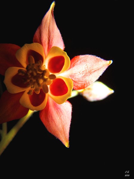 Night Flower