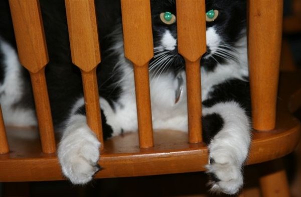 Let Me Out