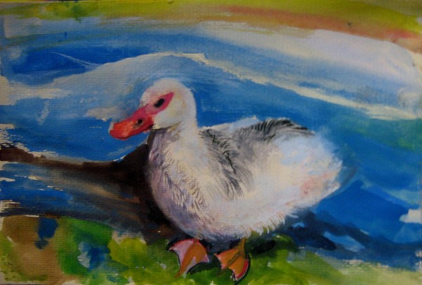 the duck