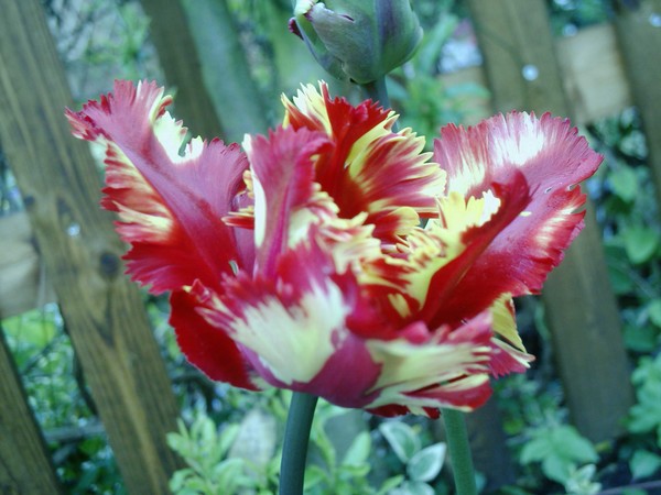striking tulip