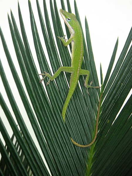 Anole With Palm - Cautious