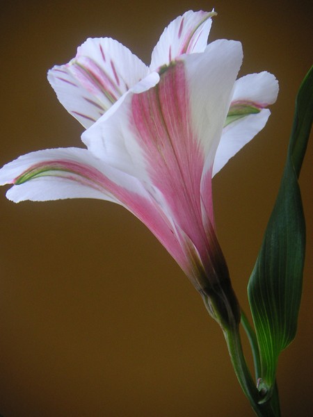 Alstroemeria Reaching
