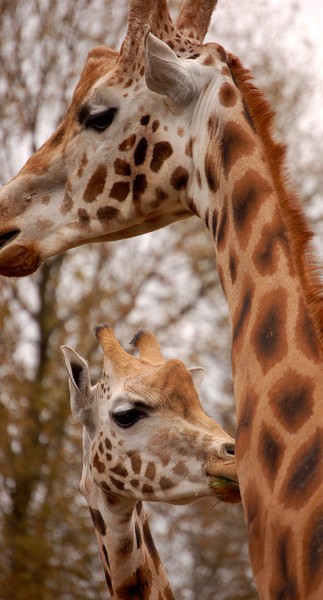 Two Giraffes - Chester Zoo