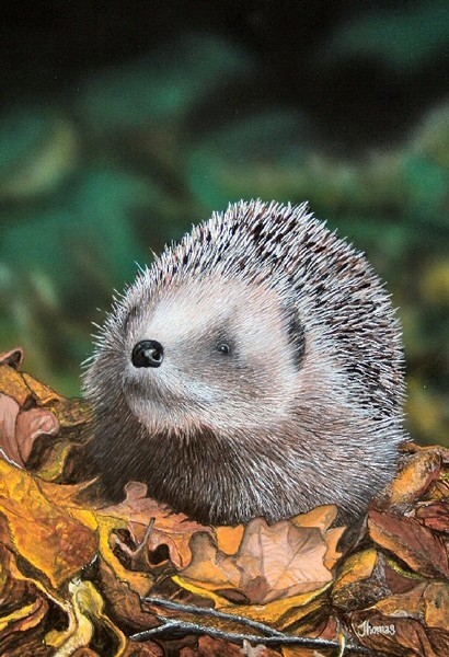 Hedge Hog