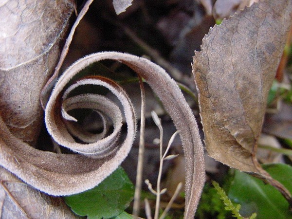 Inclination