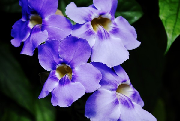Sky Vine