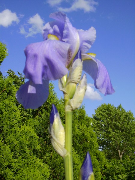 Iris Eyes