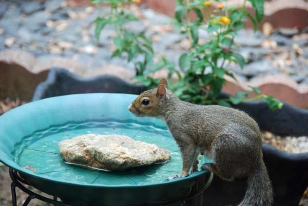 Squirrel