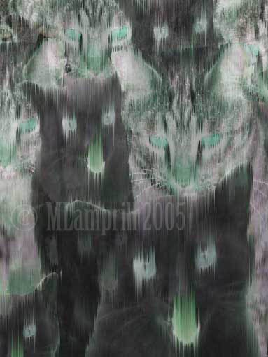 Cat series-32