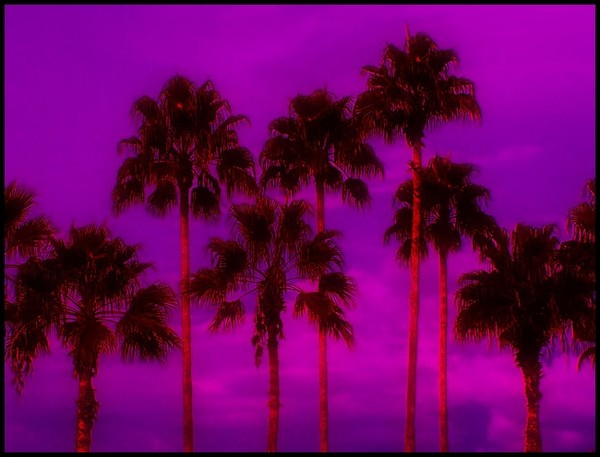 Florida Palms