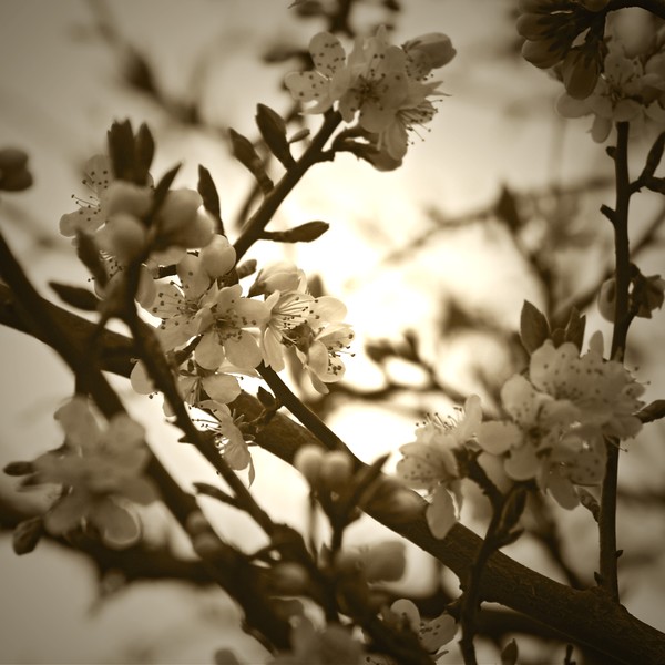Damson