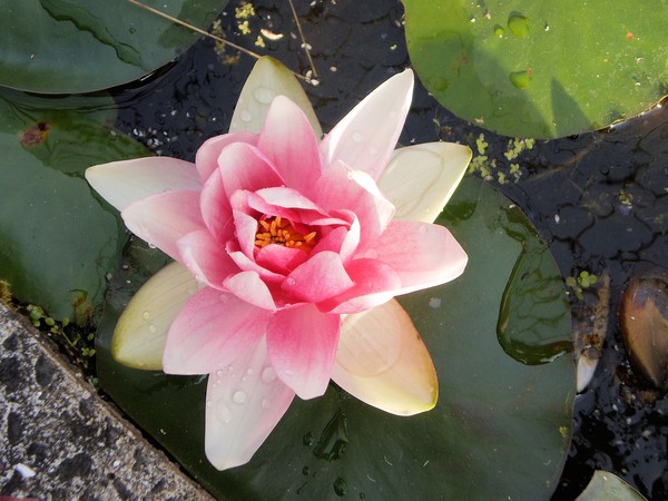 Water Lily