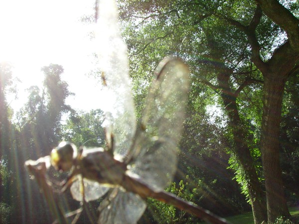 dragonfly at dawn