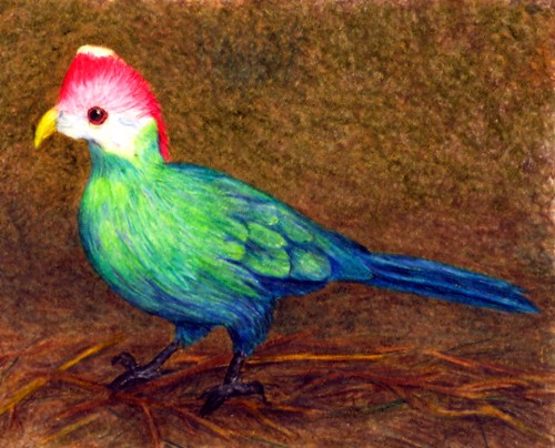 Red Crested Turaco