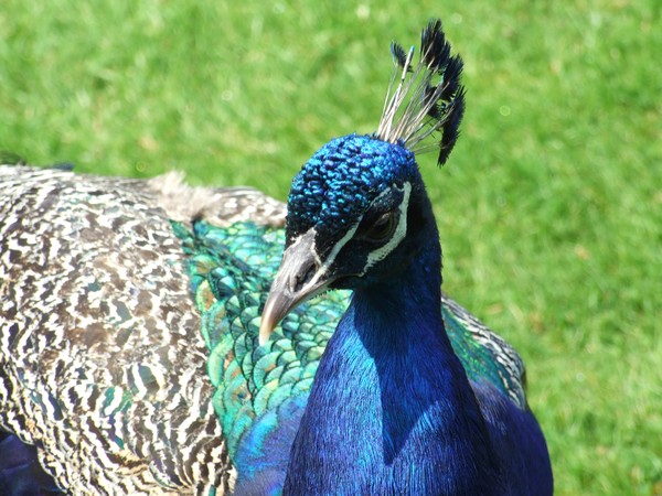 Peacock