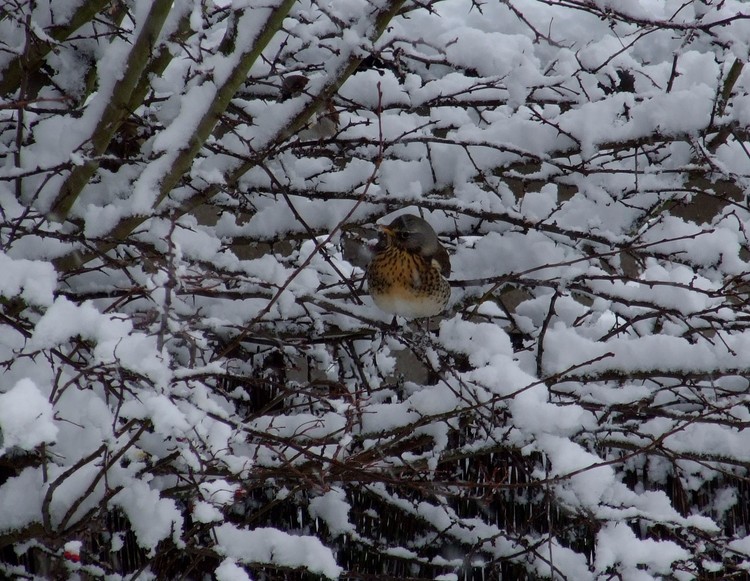 Fieldfare