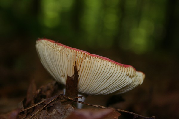 Red & White Shroom
