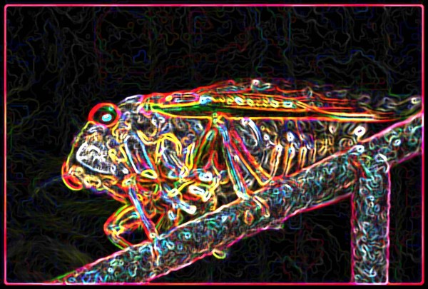 CICADA ON ELECTRIC FENCE