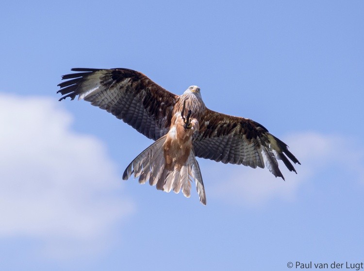 Falcon