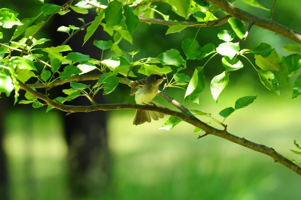 Eastern Phoebe