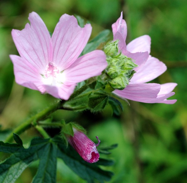 Wild Petunia #2