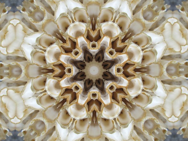 Fungus