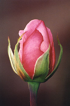 The last rose