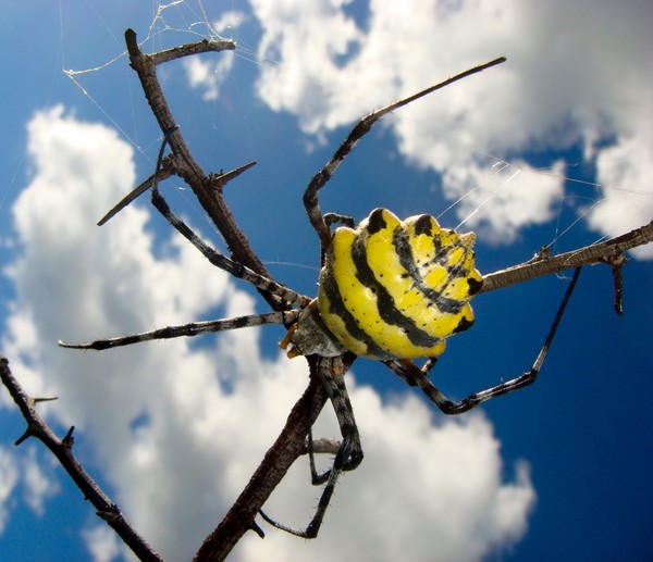 Black & Yellow Garden Spider