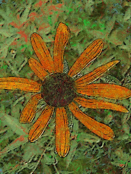 orange daisy
