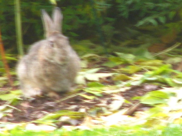 Cityrabbits in Helsinki