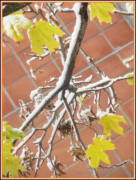 Still leaves/snow ...