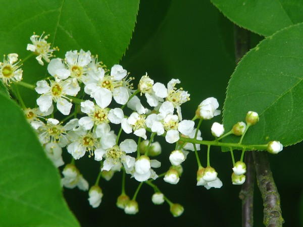 blooming in the morning