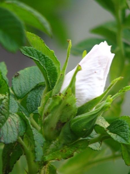 FROM SOLSTICE BUDS AND SEEDS..TO