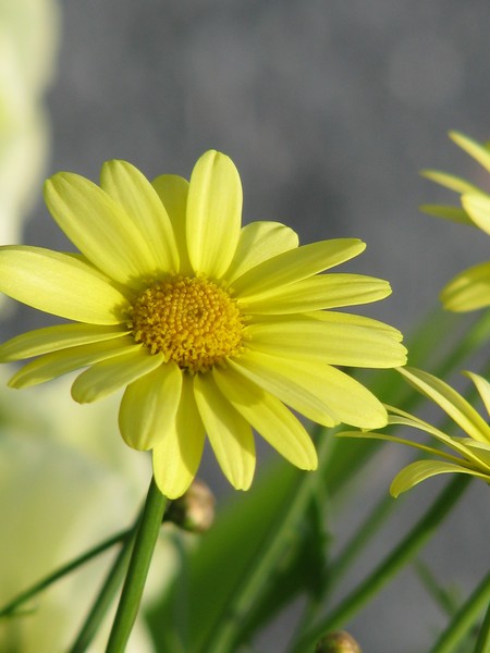 SUNNY DELIGHTFULNESS...