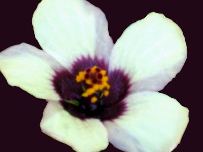 White Wildflower on Plum Background
