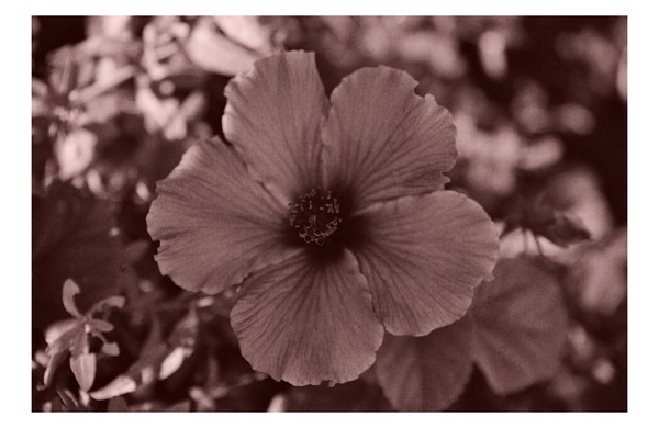 hi.flower