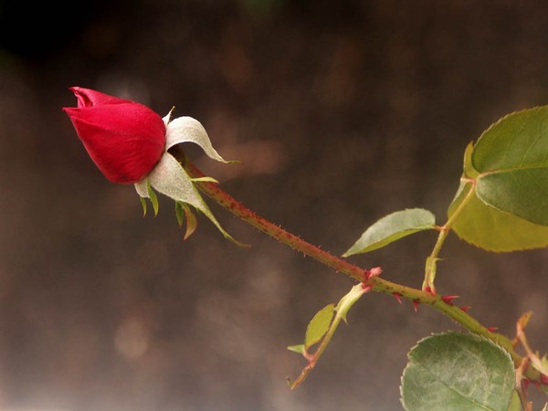 The Rose that froze