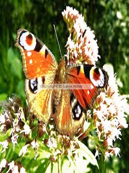 Flutter babys 4