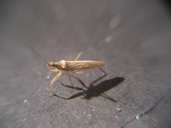 Bug off